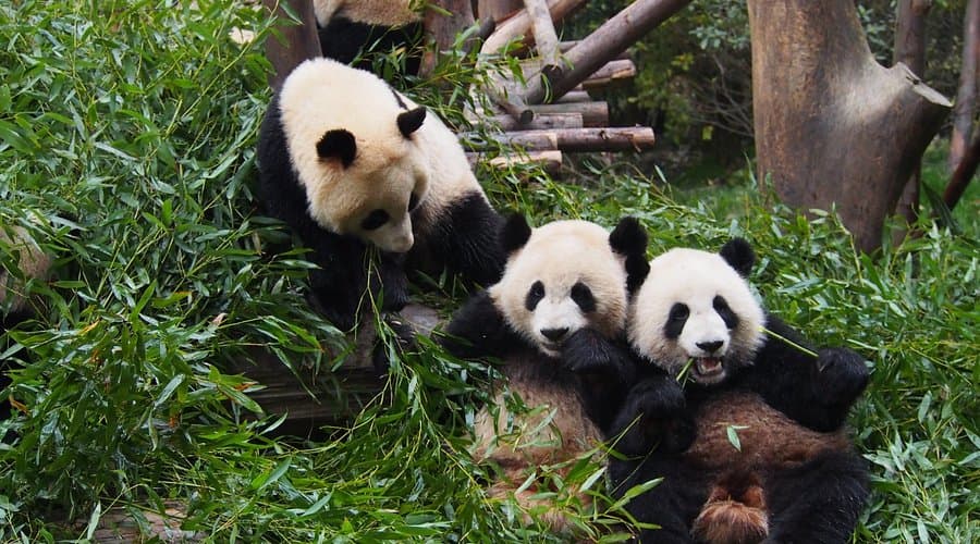 Chengdu, Jiuzhaigou & Chongqing - foto perjalanan 2