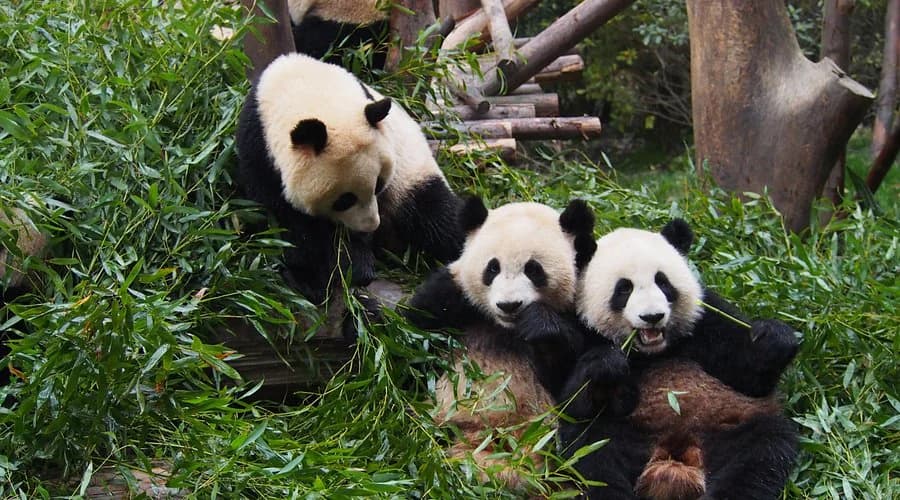 Chengdu, Jiuzhaigou & Chongqing - foto perjalanan 2