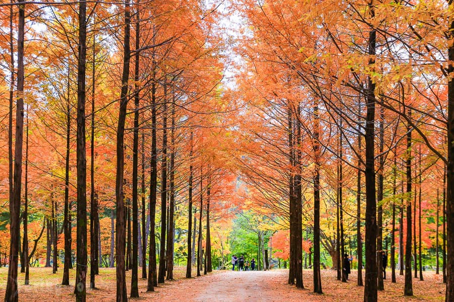 Korea: Nami Island & Mt. Seorak - foto perjalanan 3